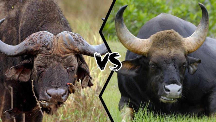 中国水牛vs非洲野牛的相关图片