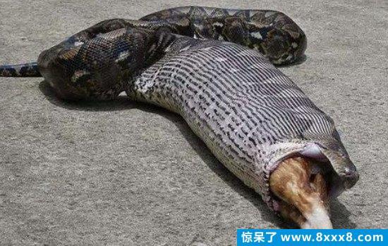 俄罗斯蛇vs中国蛇谁厉害的相关图片